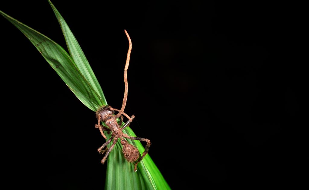 A small insect is sitting on top of a leaf, seemingly undisturbed by any parasites.