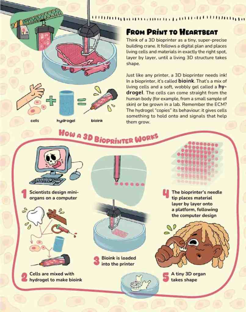 Opening page of “3D Bioprinting: From Cells to Organs” in OYLA Junior #11