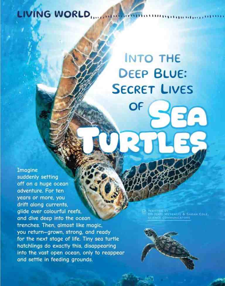 Sea Turtles: 7 Species and Their Secret Lives