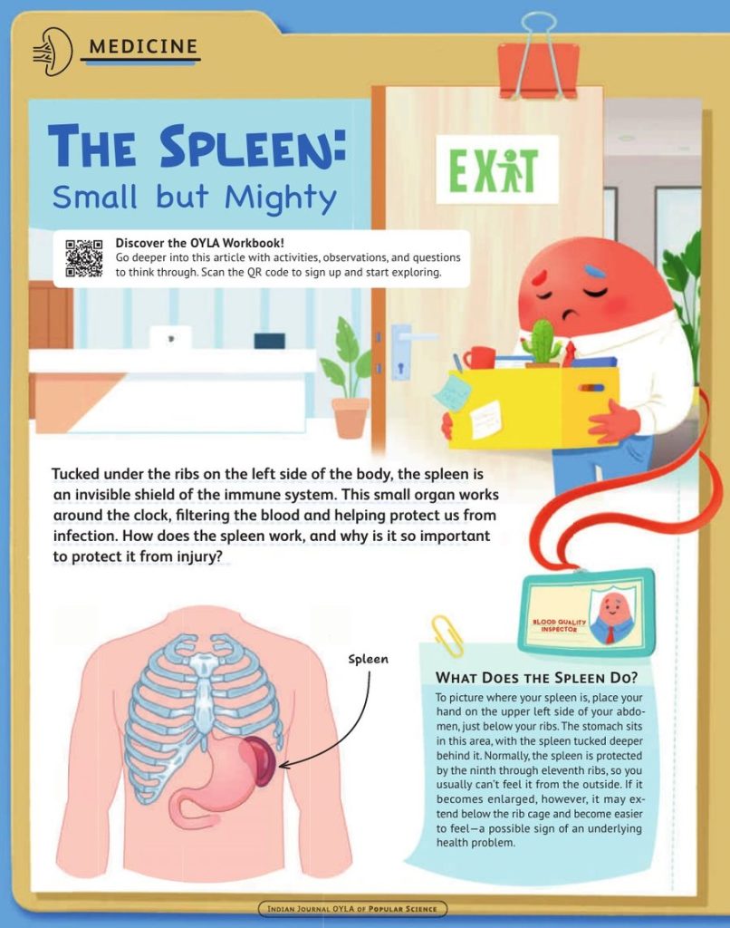 Opening page of “The Spleen: Small but Mighty” in OYLA 12+, Vol. 12, Issue 10 (October 2026)